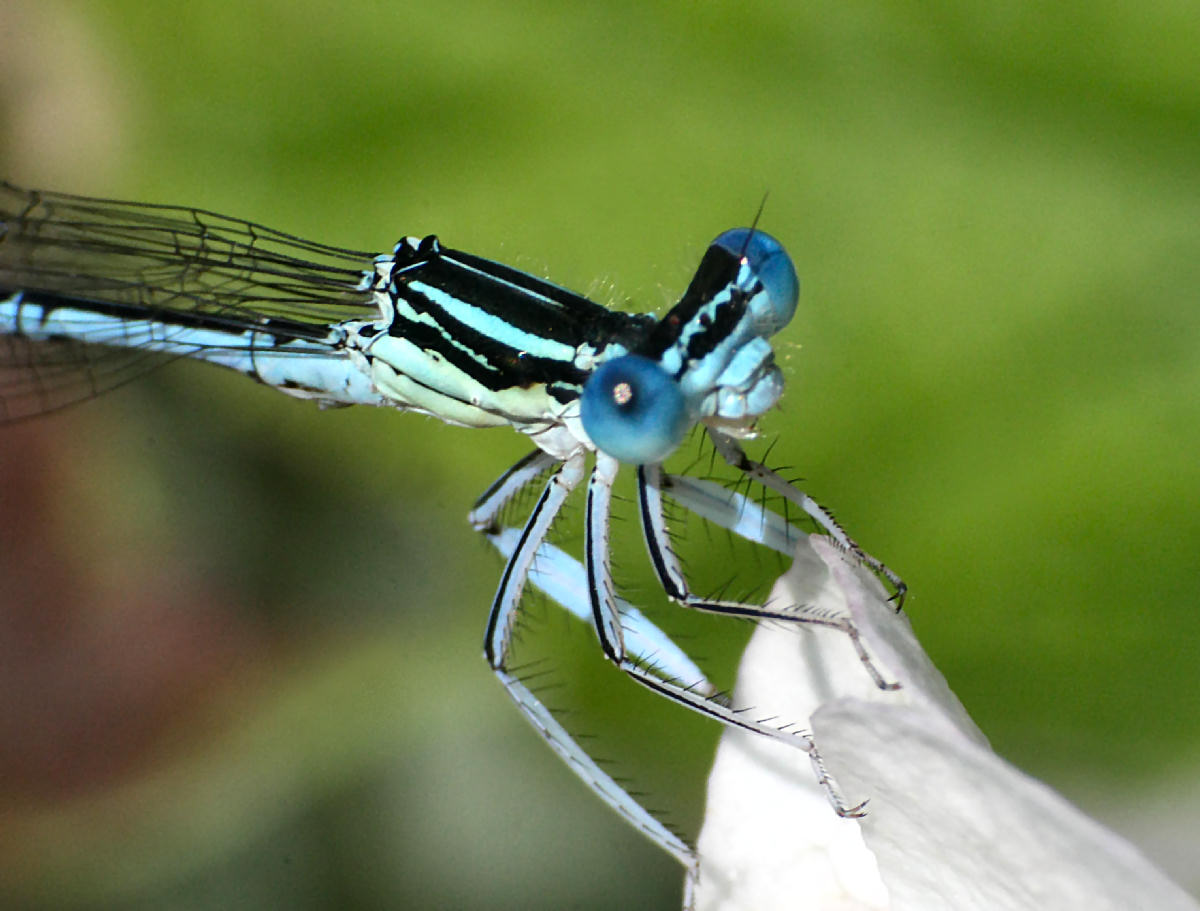 libellulina da identificare: Platycnemis pennipes